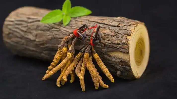 冬蟲夏草一開始長(zhǎng)什么樣？從幼蟲到蟲草雛形的生長(zhǎng)歷程