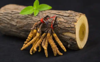 冬蟲夏草一開始長(zhǎng)什么樣？從幼蟲到蟲草雛形的生長(zhǎng)歷程