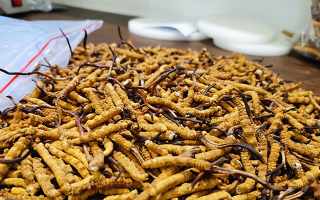 冬蟲(chóng)夏草：泡水喝還是煮一下？?jī)煞N食用方式的全面對(duì)比