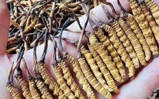 冬蟲夏草一克多少錢？多因素影響下的價格剖析