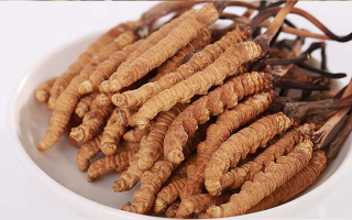 新鮮冬蟲夏草能煮水喝嗎？答案與正確方法都在這