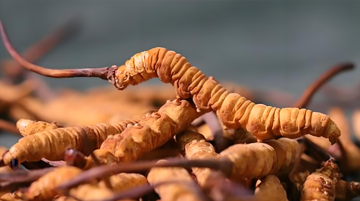 冬蟲(chóng)夏草泡酒全攻略：所需材料、選材標(biāo)準(zhǔn)與準(zhǔn)備指南