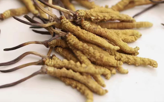 長時間吃冬蟲夏草會導(dǎo)致掉頭發(fā)嗎？