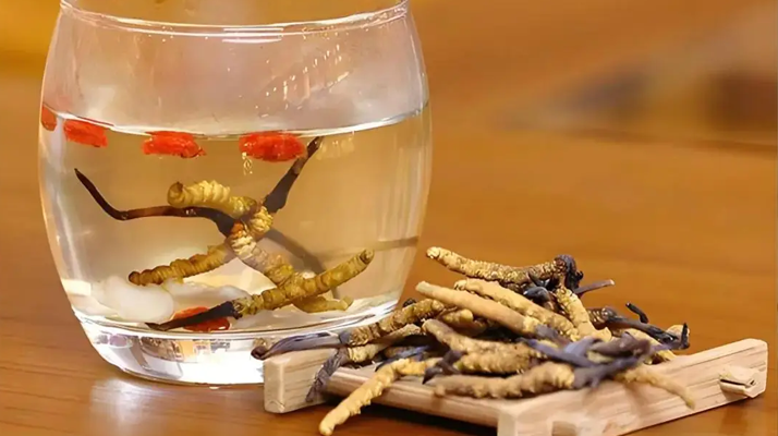 冬蟲夏草正確泡法與功效詳解