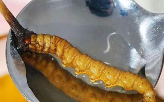 水煮鮮冬蟲夏草：保留營(yíng)養(yǎng)的最佳做法