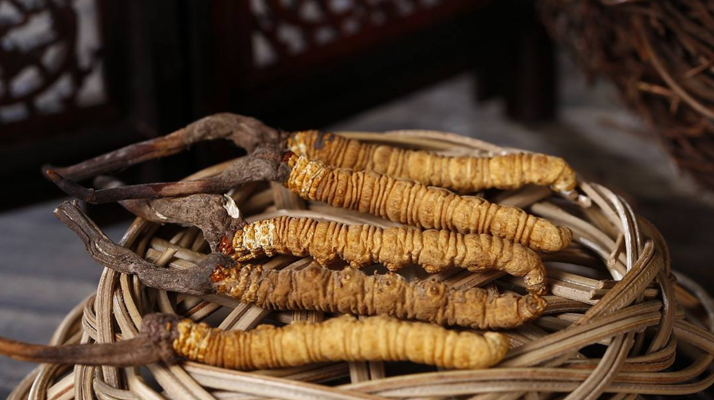 冬蟲(chóng)夏草煲湯怎么煲好喝？營(yíng)養(yǎng)與口感雙優(yōu)的實(shí)用指南