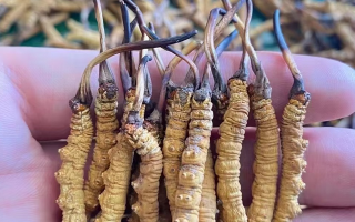 那曲冬蟲夏草泡水量多少合適？品質適配的科學泡制指南