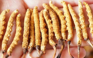 長(zhǎng)時(shí)間喝冬蟲夏草好嗎？科學(xué)視角下的利弊與飲用指南