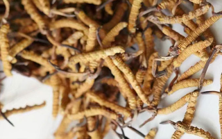 冬蟲夏草一斤多少元一根？多因素交織下的價格探秘