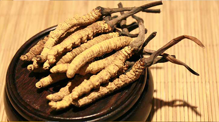 剛挖采的冬蟲夏草怎么辦？科學(xué)處理與儲存指南