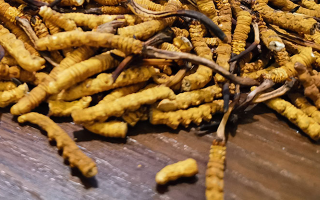 鮮冬蟲夏草煮多久？掌握時長，鎖住營養(yǎng)與鮮味