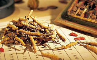 冬蟲夏草要多久才能形成？從蟲到草的時(shí)間跨度解析