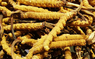 新鮮冬蟲夏草一克多少錢？價格影響因素全解析