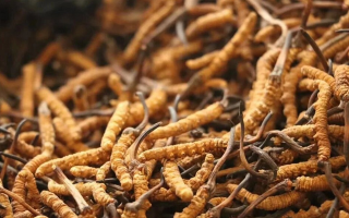 冬蟲夏草現(xiàn)在多少錢？價格探秘