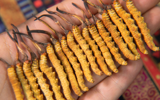 新鮮冬蟲夏草能泡酒嗎？掌握3個關(guān)鍵，滋補不踩雷