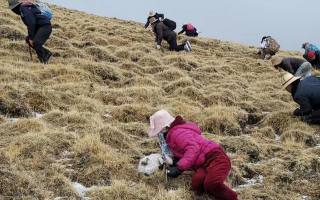 冬蟲夏草采挖看月份！4-7月各產(chǎn)區(qū)差異大，5-6月是“黃金窗口”
