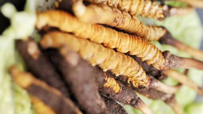 鮮冬蟲夏草泡酒能喝嗎？ 