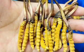 鮮冬蟲夏草一次放幾克？不同人群用量指南