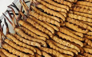 冬蟲夏草藥材成分解析：活性物質(zhì)與營養(yǎng)構成的全面解讀