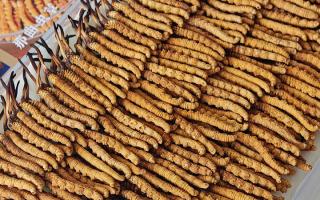 斷的冬蟲夏草：效果是否打折？科學解讀與實用建議