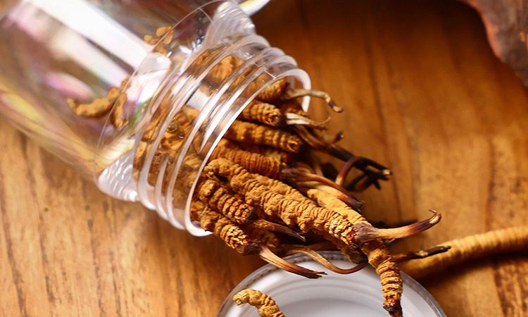 <a href=http://m.sdmkid.com/jiage/ target=_blank class=infotextkey>冬蟲夏草多少錢</a>一條 