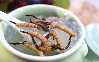 十根冬蟲夏草能泡幾斤酒？泡酒比例與細節(jié)指南