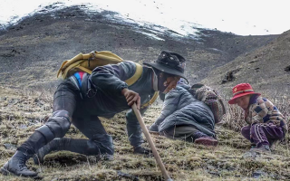 西藏哪些地方是冬蟲夏草產(chǎn)地？核心產(chǎn)區(qū)與品質(zhì)特點(diǎn)解析