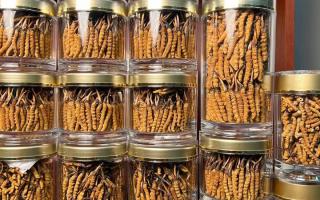 正宗冬蟲夏草能 “治” 哪些病？科學(xué)認(rèn)知其輔助調(diào)理作用