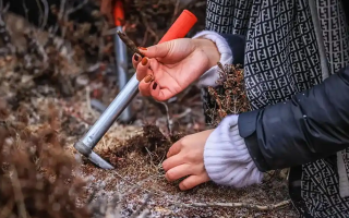 山上認(rèn)冬蟲夏草：從環(huán)境到細(xì)節(jié)，4 步避開 “偽蟲草”