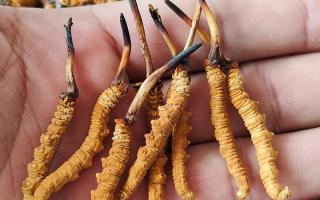 冬蟲夏草頭期凍干蟲草：解鎖滋補(bǔ)新方式，這些優(yōu)勢(shì)你該知道