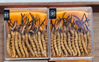 冬蟲夏草現(xiàn)在多少錢一克？2025 年克價揭秘，差價達(dá) 5 倍