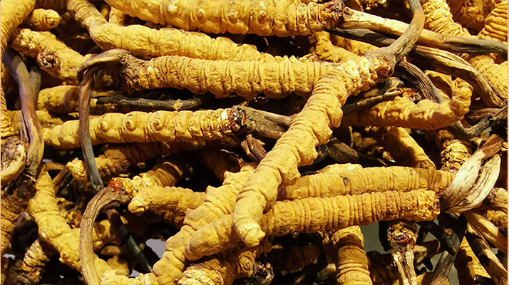 石斛與冬蟲(chóng)夏草哪個(gè)好