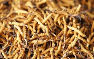 四級冬蟲夏草一克多少根？根數背后的等級與價值邏輯