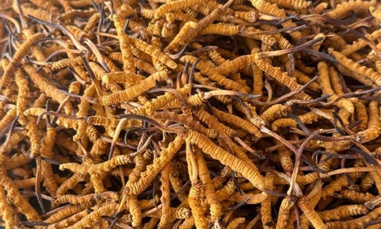 冬蟲(chóng)夏草專業(yè)存放指南 