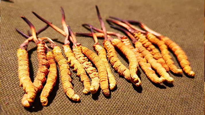 冬蟲夏草泡水：每次放多少水才合適？