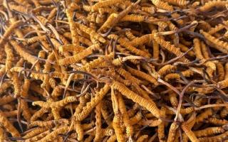 冬蟲(chóng)夏草專業(yè)存放指南：這樣存，品質(zhì)不打折