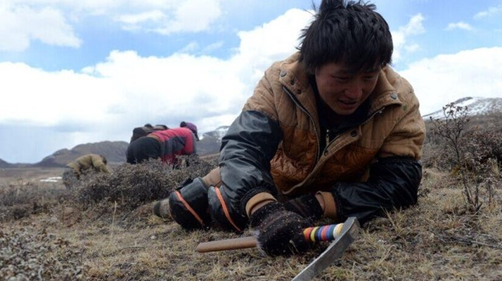 那曲<a href=http://m.sdmkid.com/sdph/wacr/ target=_blank class=infotextkey>挖草人</a>阿旺的蟲草采摘時間表 