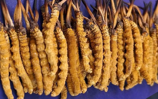 藏區(qū)牧民教你辨冬蟲夏草真假：跟著草原經(jīng)驗(yàn)走準(zhǔn)沒錯(cuò)