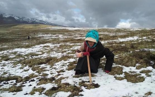 冬蟲夏草專家解讀：哪里的冬蟲夏草品質(zhì)最優(yōu)？