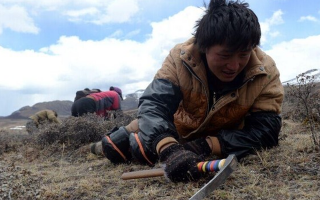 那曲挖草人阿旺的蟲草采摘時間表：跟著草原節(jié)氣走，不錯過每根好蟲草