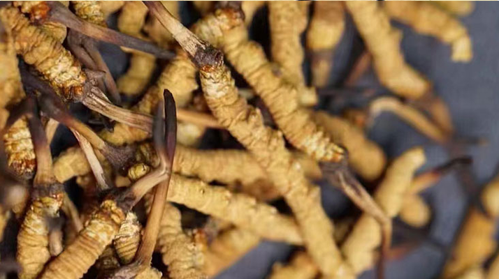 野生<a href=http://m.sdmkid.com/jiage/ target=_blank class=infotextkey>冬蟲(chóng)夏草多少錢(qián)</a>一斤 