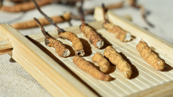 斷的<a href=http://m.sdmkid.com/ target=_blank class=infotextkey>冬蟲夏草</a>一克啥價(jià) 