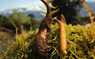 野生冬蟲(chóng)夏草長(zhǎng)什么樣？我跟你嘮嘮-西藏那曲蟲(chóng)草網(wǎng)