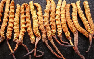 冬蟲夏草一克幾根好？從規(guī)格看品質(zhì)的關(guān)鍵指南