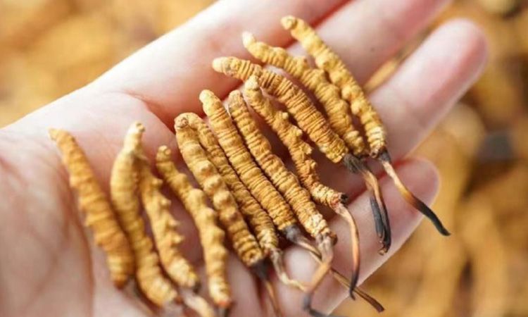 東強(qiáng)堂科普：3克冬蟲(chóng)夏草是幾根 