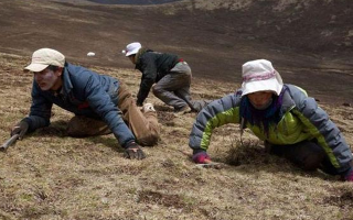 采挖冬蟲夏草危險嗎？安全嗎？