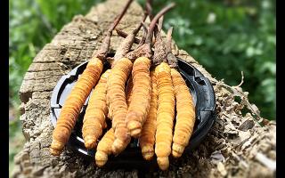 冬蟲夏草生長周期與產(chǎn)區(qū)環(huán)境的對應表