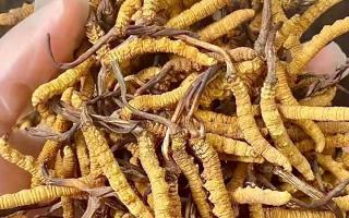 權(quán)威指南：熬一鍋湯放幾根冬蟲(chóng)夏草？藏域珍饈的科學(xué)用量標(biāo)準(zhǔn)