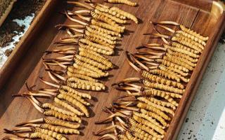 冬蟲夏草現(xiàn)在不值錢了嗎？2026年市場真相揭秘