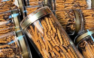 揭秘適合冬蟲夏草生長的環(huán)境，西藏那曲蟲草網(wǎng)解讀雪域孕育密碼